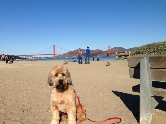 Yes, I had a walk at Crissy Field the morning of Saturday, Oct 5, 2013, even though the Golden Gate National Recreation Area was Closed because of the partial Federal government shutdown!  Man, what a beautiful day!